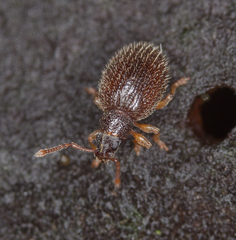 Urometopus moczarskii