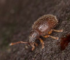 Urometopus moczarskii