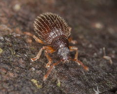 Urometopus moczarskii