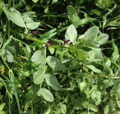 Vicia narbonensis