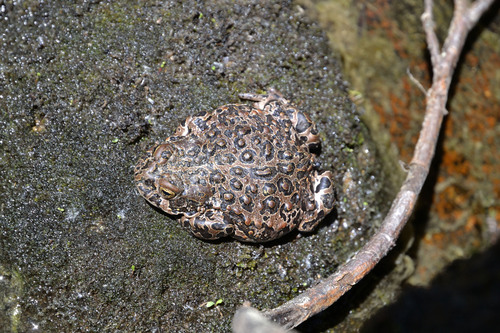 iNaturalist observation photo of Yosemite Toad