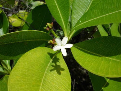 Ochrosia elliptica