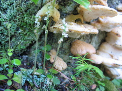 Goodyera repens image