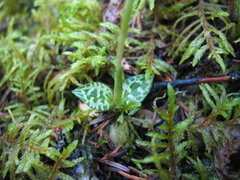 Goodyera repens image