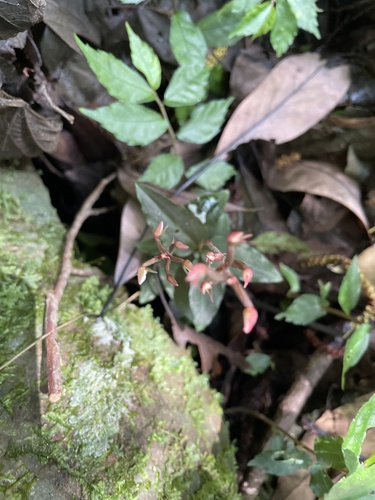 Zeuxine agyokuana iNat (3)