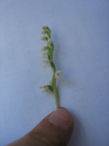 Goodyera repens image