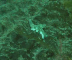 Leptasterias hexactis