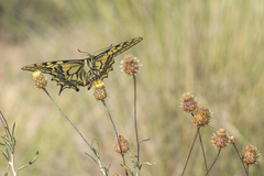 Papilio machaon
