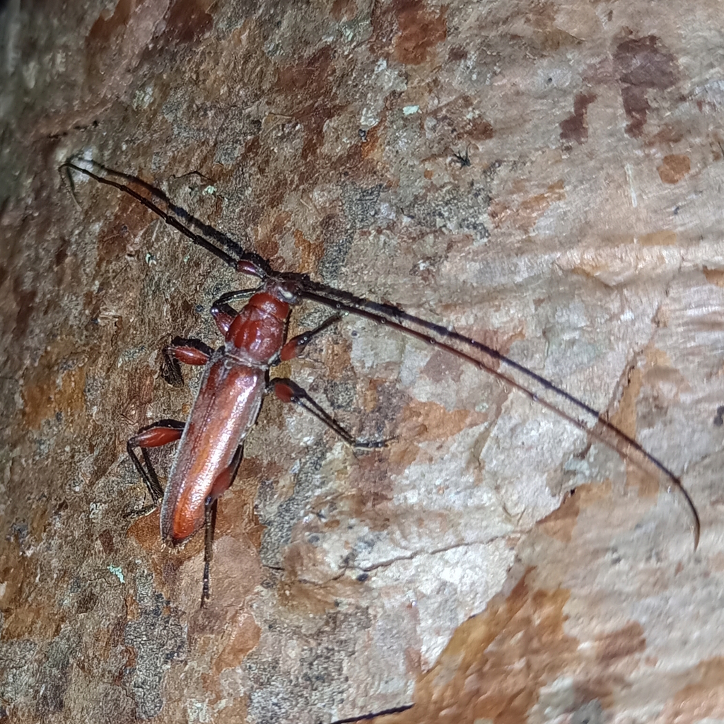 Sphaerion exutum