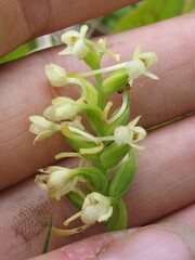 Platanthera clavellata image