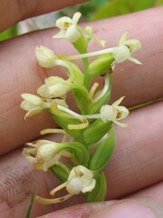 Platanthera clavellata image