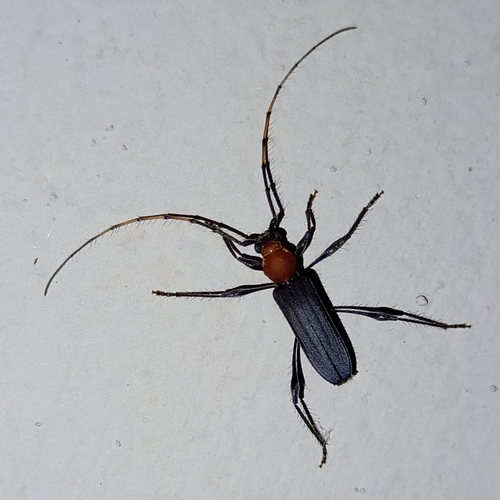 Terpnissa listropterina