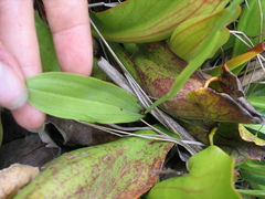 Platanthera clavellata image