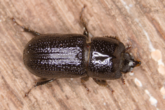 Sinodendron cylindricum