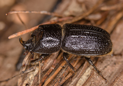 Sinodendron cylindricum