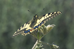 Papilio machaon
