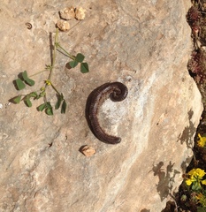 Archispirostreptus syriacus