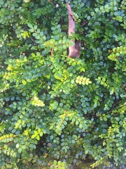 Zanthoxylum beecheyanum