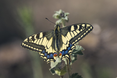 Papilio machaon