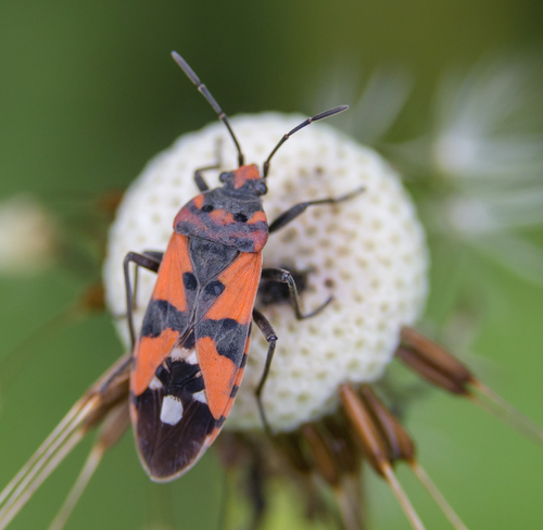 Black-and-Red Bug, photo 4 of 7