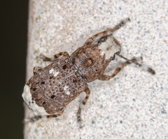 Platystomos albinus