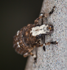 Platystomos albinus