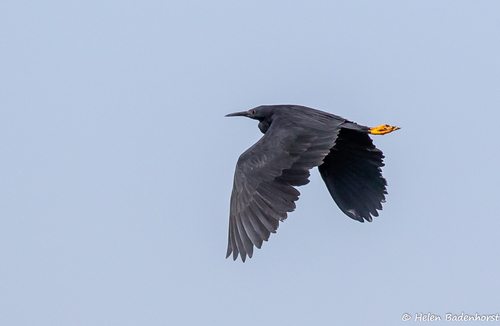 Black Heron