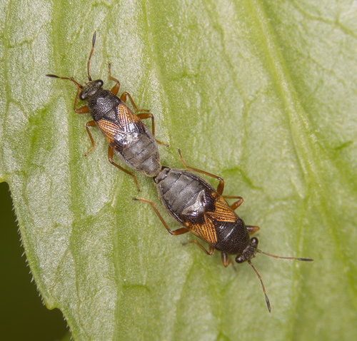 Acompus rufipes (Wolff, 1802)