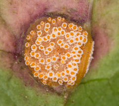 Puccinia urticata