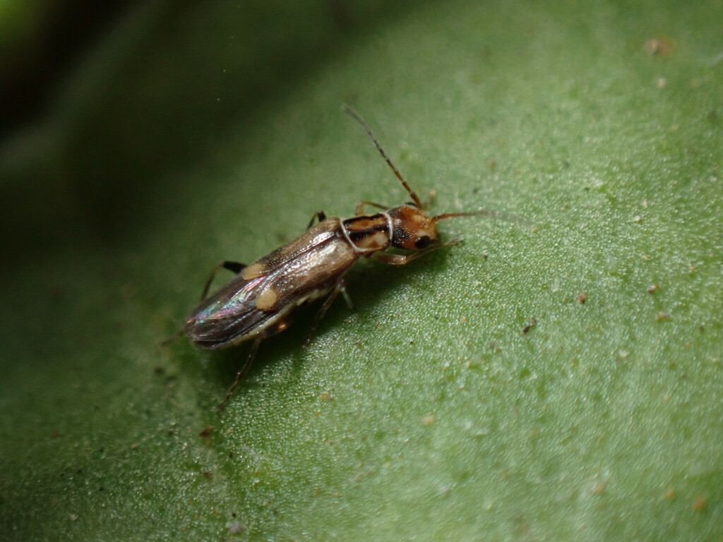Malthinus mutabilis