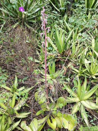Foto de Gigante Rosa