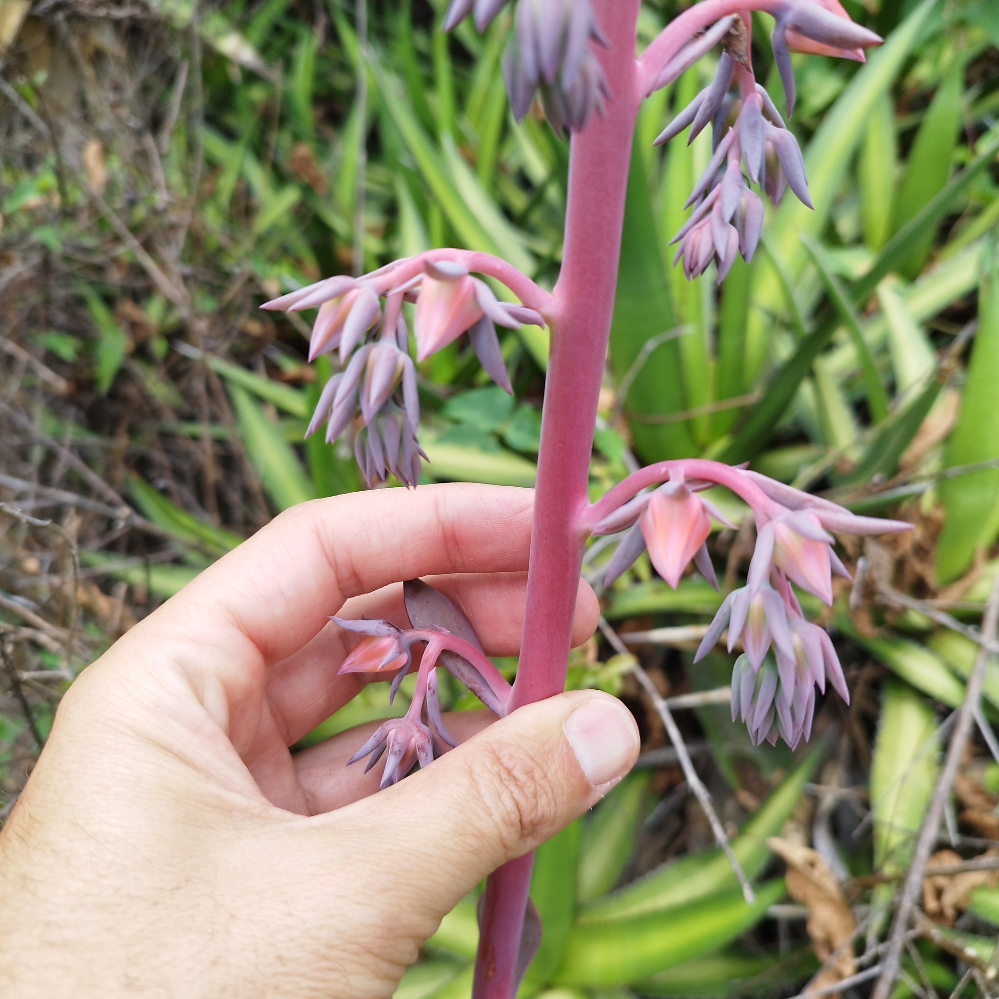 Imagem de Gigante Rosa