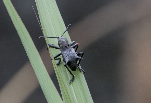 Gymnopholus observed 2023-08-16