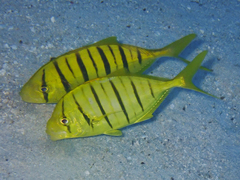 Golden Trevally photo 4