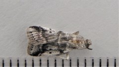 Acrobasis vaccinii