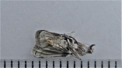 Acrobasis vaccinii