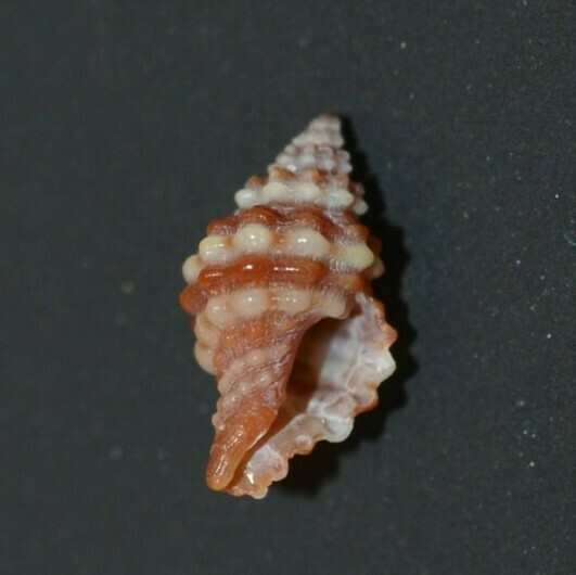 Muricopsis caribbaea