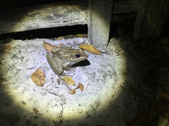 Lithobates vaillanti