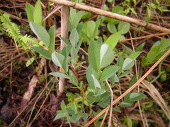 Salix myrtilloides