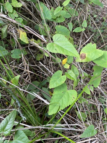 Image of Tragia volubilis by (c) Leonel Roget, some rights reserved (CC BY)