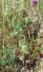 Lupinus pachylobus
