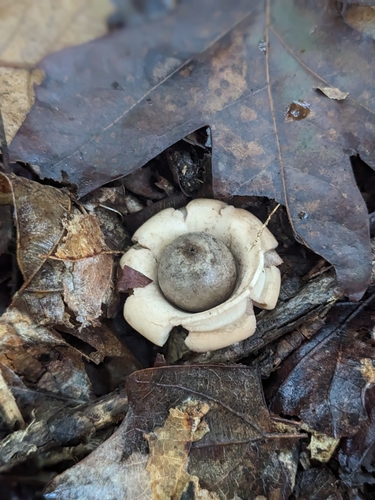 Geastrum