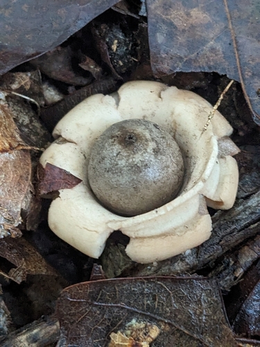 Geastrum (Photo 2 of 5)