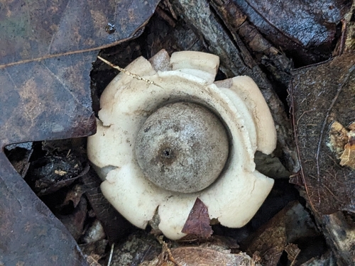 Geastrum (Photo 3 of 5)
