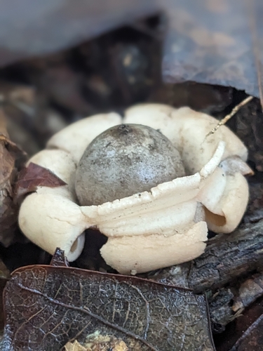 Geastrum (Photo 4 of 5)