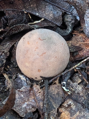 Geastrum (Photo 5 of 5)