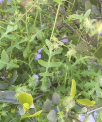 Pholistoma auritum arizonicum