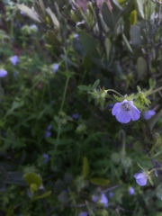 Pholistoma auritum arizonicum