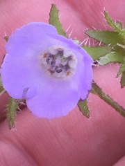Pholistoma auritum arizonicum