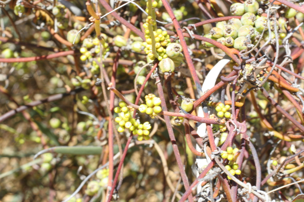Cassytha nodiflora